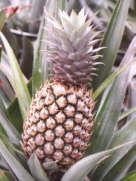 Ananas